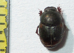 Onthophagus quadrimaculatus