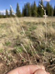Festuca thurberi