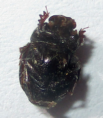 Onthophagus quadrimaculatus