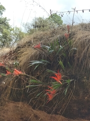 Pitcairnia robert-downsii