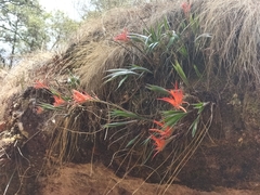 Pitcairnia robert-downsii