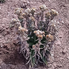 Perezia multiflora multiflora
