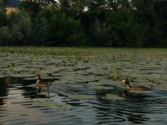 Podiceps cristatus
