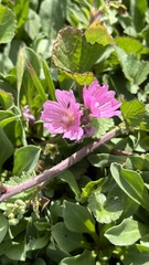 Sidalcea malviflora malviflora