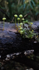 Mycena chusqueophila