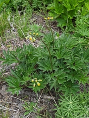 Cacaliopsis nardosmia