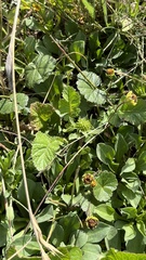 Sidalcea malviflora malviflora