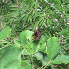 Achlyodes