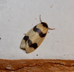 Padenia transversa