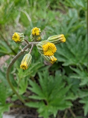 Cacaliopsis nardosmia