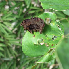 Achlyodes
