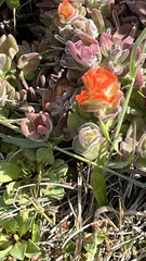 Castilleja mendocinensis