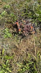 Castilleja mendocinensis