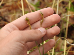 Carex siccata