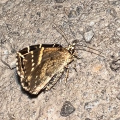 Gandaritis atricolorata