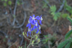 Delphinium sutherlandii