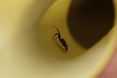 Thomisus nepenthiphilus