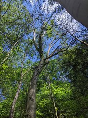 Litylenchus crenatae