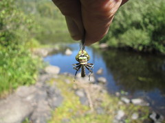 Ophiogomphus colubrinus