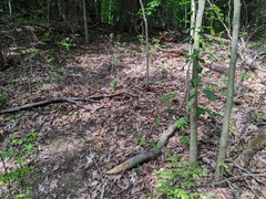 Litylenchus crenatae