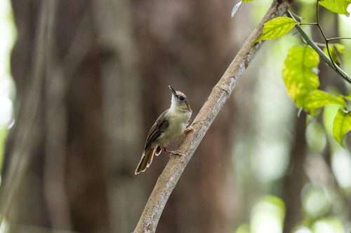 Scaly-crowned Babbler (Malacopteron cinereum), photo 9