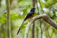 Copsychus malabaricus macrourus