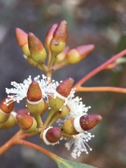 Eucalyptus oleosa