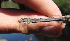 Ophiogomphus colubrinus