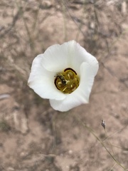 Calochortus nuttallii