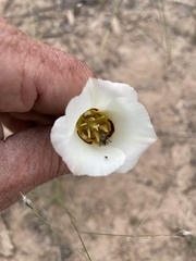 Calochortus nuttallii