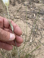 Calochortus nuttallii