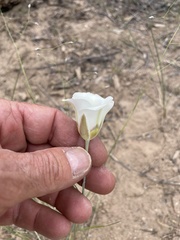 Calochortus nuttallii