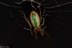 Mesida argentiopunctata