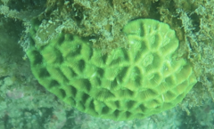 Coelastrea palauensis