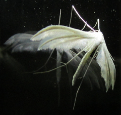 Pterophorini