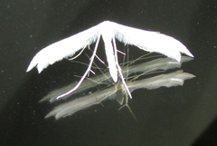 Pterophorini