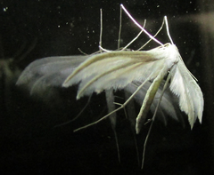 Pterophorini