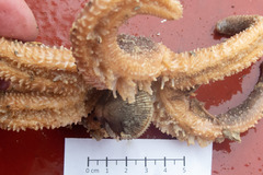 Ciliatocardium ciliatum