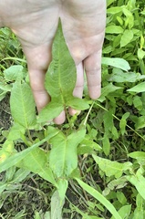 Persicaria arifolia