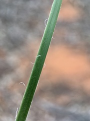 Lomandra leucocephala
