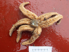 Ciliatocardium ciliatum