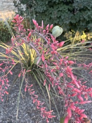 Hesperaloe