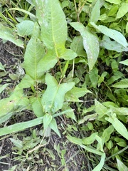 Persicaria arifolia