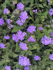 Lantana montevidensis