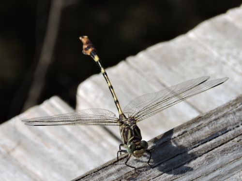 Four-striped Leaftail photo 2