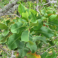 Curatella