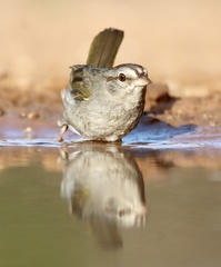 Olive Sparrow photo 5