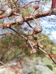 Eucalyptus websteriana
