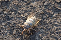 Diceroprocta cinctifera