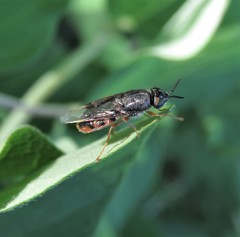 Odontomyia profuscata